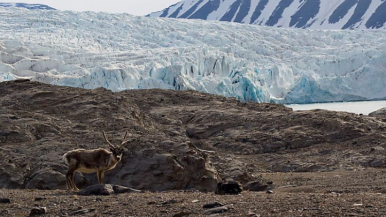 Spitzbergen-Rentiere sind kleiner als ihre Artgenossen. Ihr Speiseplan ist nicht so umfangreich.