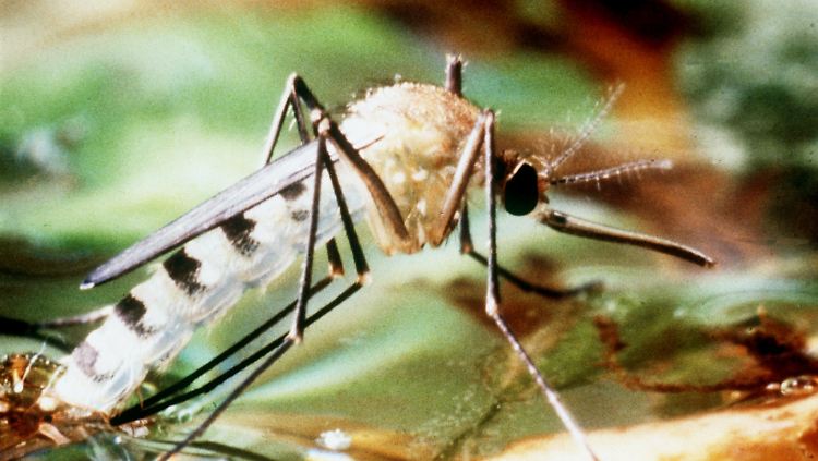 Die aggressive Asiatische Tigermücke breitet sich auch in Nordamerika und Europa aus.