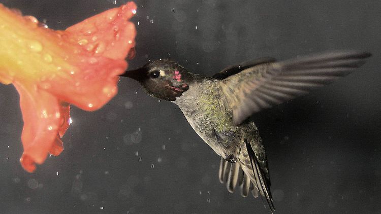 Nachdem sie sich satt gegessen haben, entfernen sich Kolibris rückwärts von der Blüte.