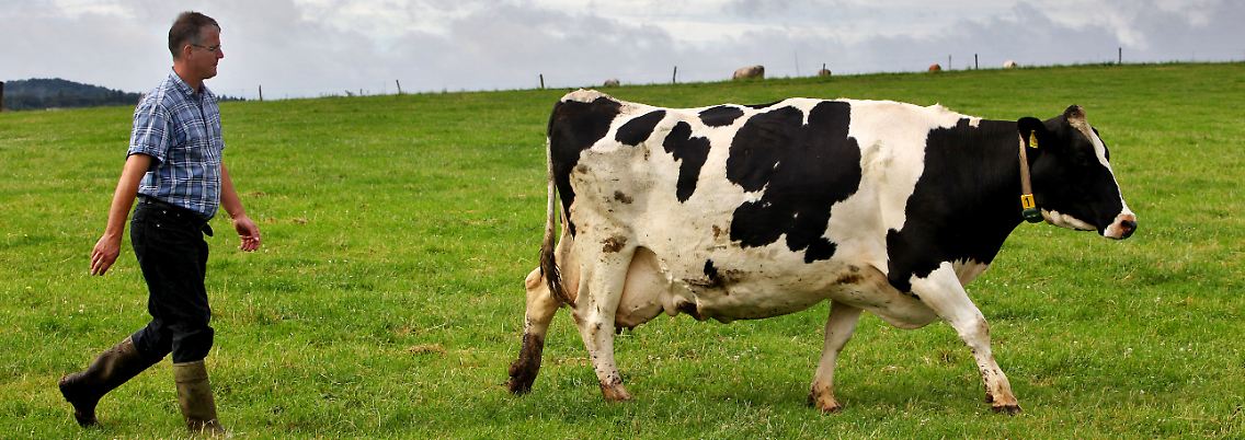 Ein Bauer treibt in der Eifel seine Kühe nach dem Melken auf die Weide.