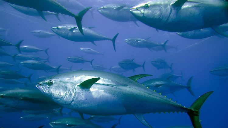 Auch Blauflossenthunfische könnten an Größe einbüßen.