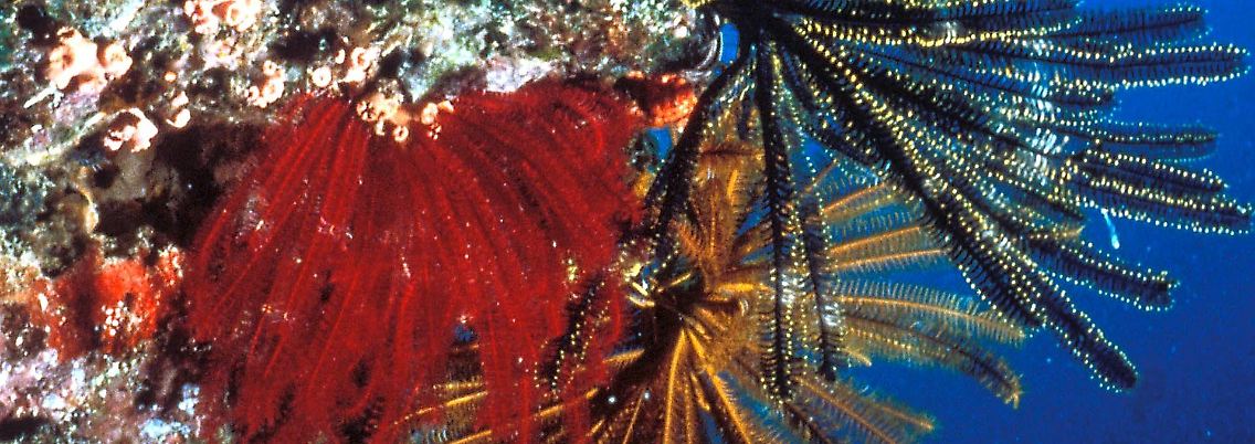 Stark bedroht: farbenprächtiger Korallenbewuchs am Great Barrier Reef.