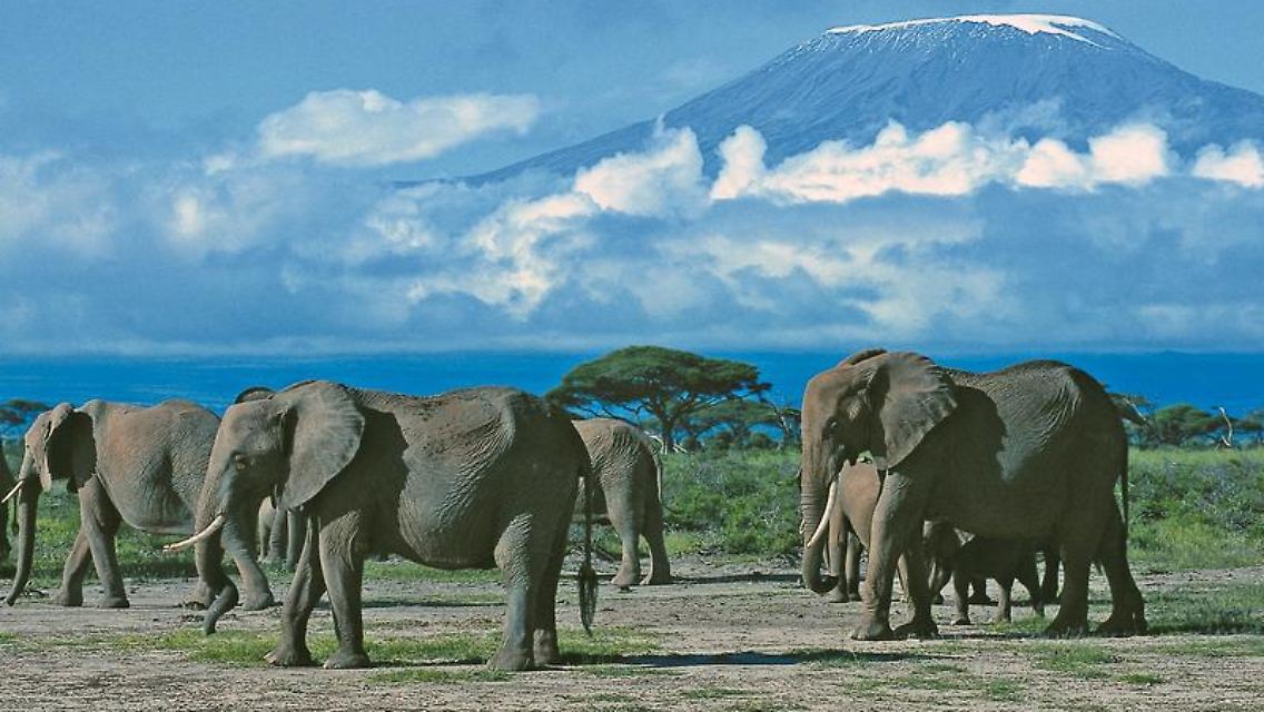 Der Amboseli Nationalpark am Fuße des Kilimandscharo gilt als beliebtes Reisesziel. Kenia will jedoch den Hotel- und Lodgebau in Nationalparks bremsen.