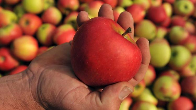 Vitaminreiche Früchte machen Jugendliche fit für den Alltag. Neben Vitamin A, C und D ist aber auch der Nährstoff Eisen wichtig.