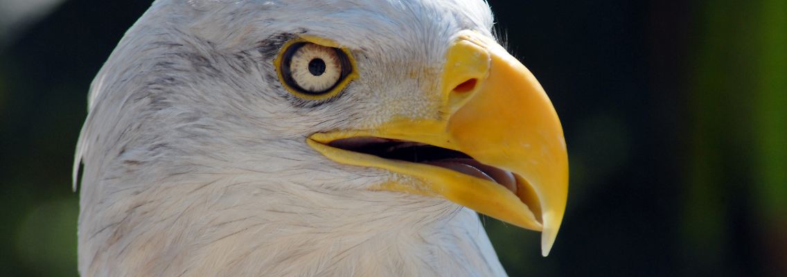 Besser nicht von Zinserhöhung sprechen: Billliges Geld macht reizbar.