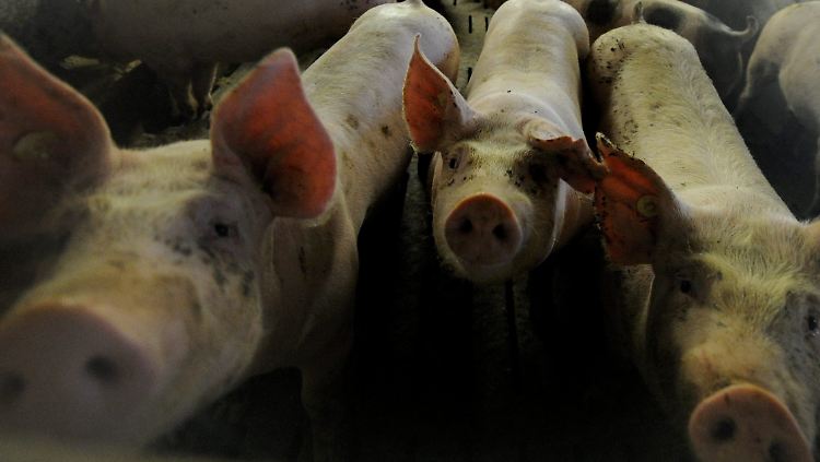 Schweine sind in der Regel Allesfresser.