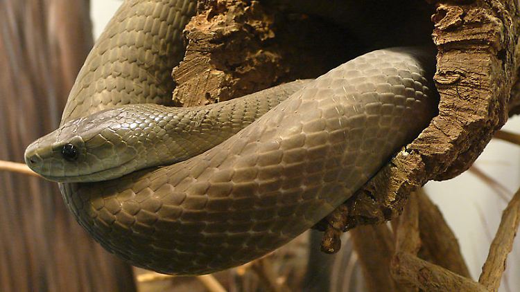 Die Schwarze Mamba kann bis zu 4,5 Meter lang werden und ist damit die längste Giftschlange Afrikas.