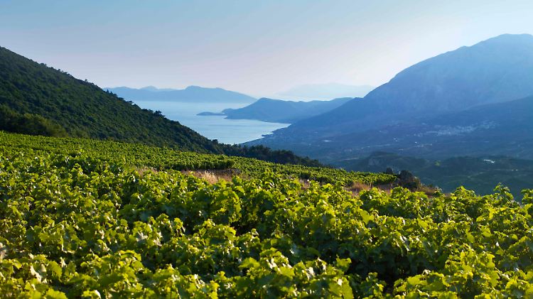 Reben mit Meerblick: Weinanbau auf Samos.
