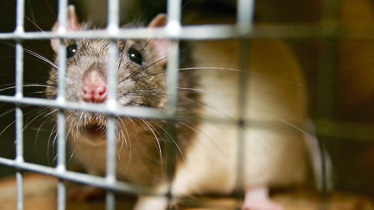 Französische Wissenschaftler untersuchten 200 Ratten über einen Zeitraum von zwei Jahren.