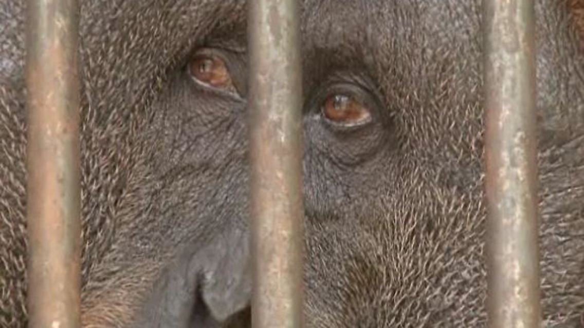 Oran Utan.jpg