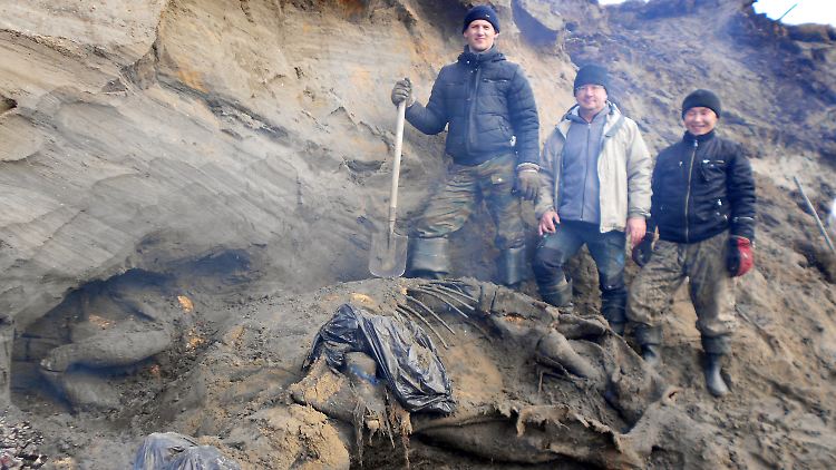 Das nun entdeckte Mammut ist sensationell gut erhalten.
