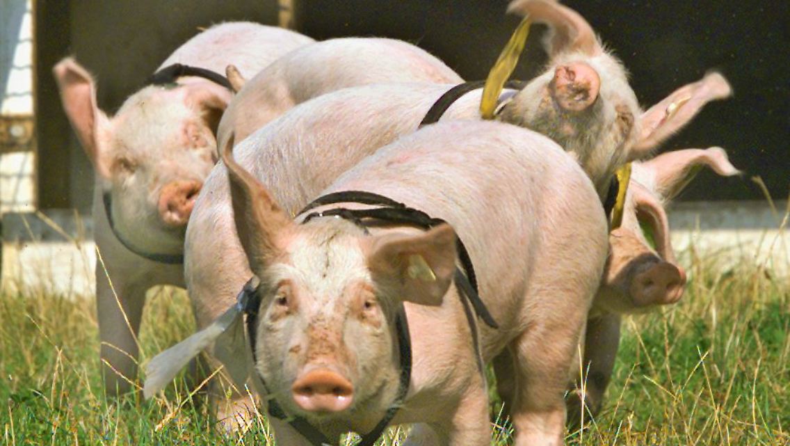 Und wenn die "PIIGS" kommen, dann laufen wir ...