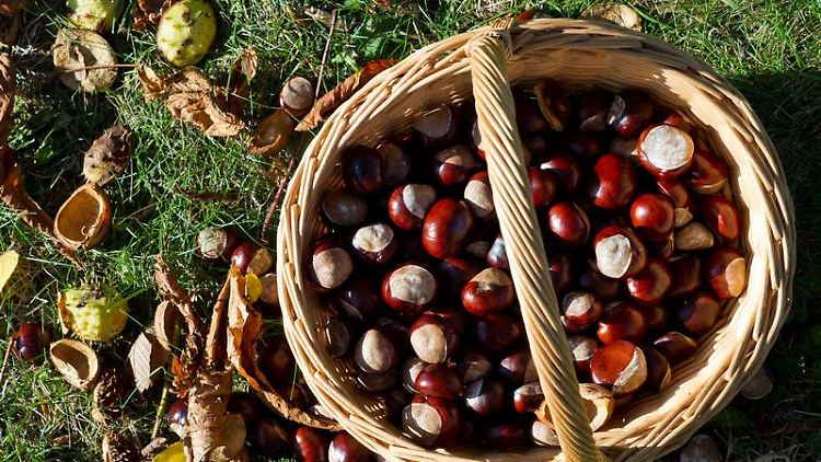 Kastanien sammeln oder das bunte Herbstlaub im Wald bewundern: Solche Dinge können glücklich machen.