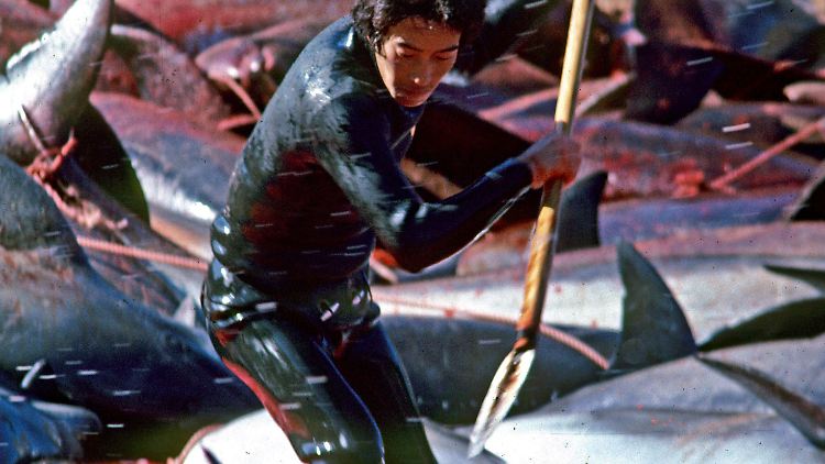 Delfinjagden gibt es in Japan nicht nur in Taiji, sondern auch an anderen Orten. Insgesamt fallen der alljährlichen Treibjagd rund 15.000 Delfine und Kleinwale zum Opfer.