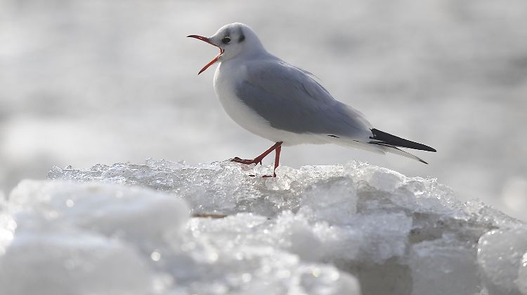 Da hilft alles Quaken nichts - in Sachen Konjunktur ist noch Winter angesagt. 