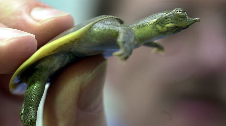 Weichschildkröten (das abgebildete Exemplar ist wenige Tage alt) besitzen einen weichen Panzer.