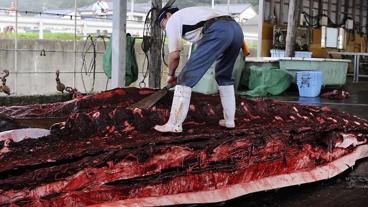 Zurückgehend auf das 16. Jahrhundert gilt der Walfang in Japan als Tradition.