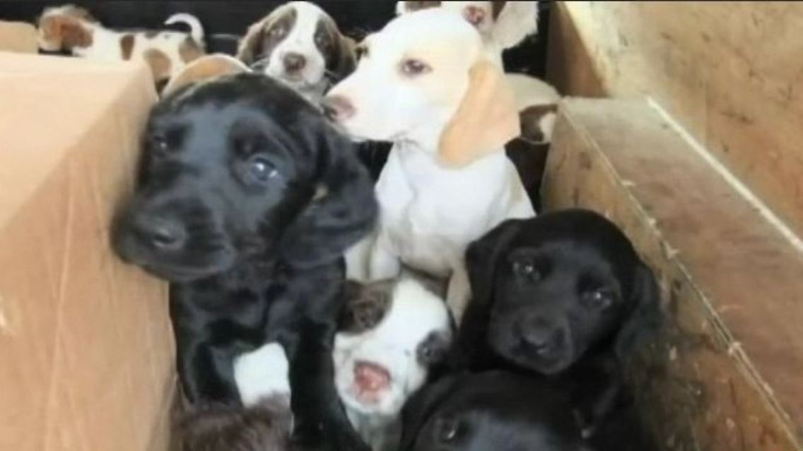 hundewelpen.JPG