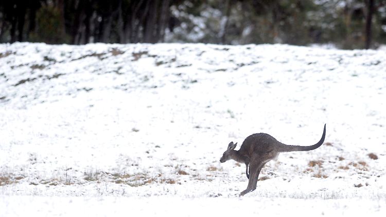 Kängurus im Schnee bei Canberra.