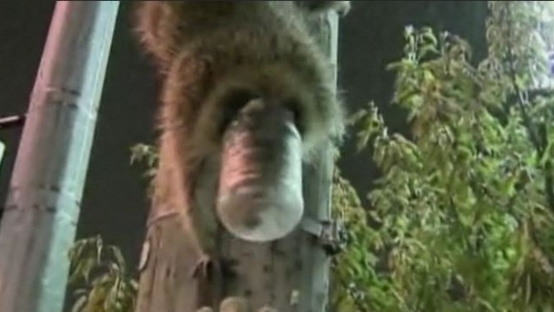 waschbär.JPG
