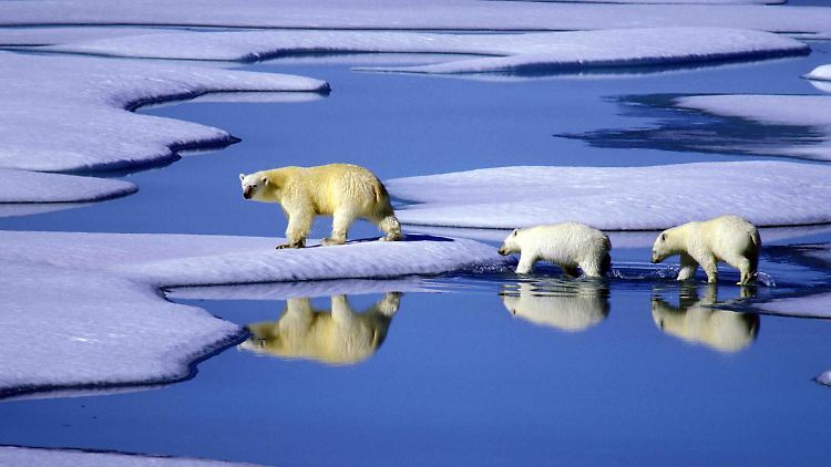 Eine Eisbärenmutter läuft mit ihren Jungen auf Futtersuche über Eisschollen im Gebiet der Nordwest-Passage in Kanada.