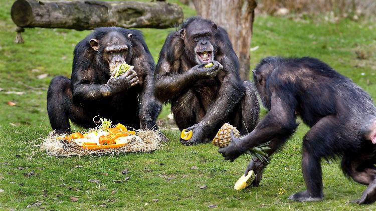 Keine guten Teamplayer: Schimpansen in einem Safaripark in Hilvarenbeek.