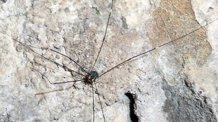 Auch in Deutschland treffen Gartenbesitzer gehäuft auf echte Kawenzmänner: Vor allem in NRW scheinen sich eingeschleppte Exemplare mit bis zu 18 Zentimeter Spannweite rasend schnell zu verbreiten.