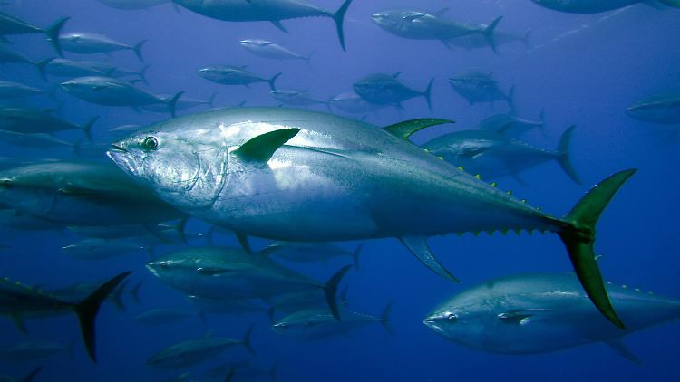 Den Fischen so nah: Mit dem SeaOrbiter ist das ab 2012 dauerhaft möglich.