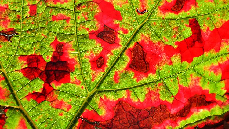 Die teils noch grünen Adern eines ansonsten herbstlich rot gefärbten Weinblattes. Die Weinlese selbst ist bald abgeschlossen.