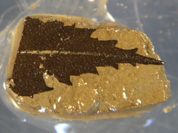 Ein 24.700 Jahre altes Blatt - die Altersbestimmung wurde durch die Radiokarbonmethode möglich.