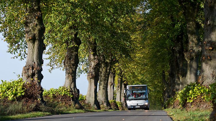 Das ist sie, die Lindenallee zwischen den uckermärkischen Orten Annenwalde und Densow 