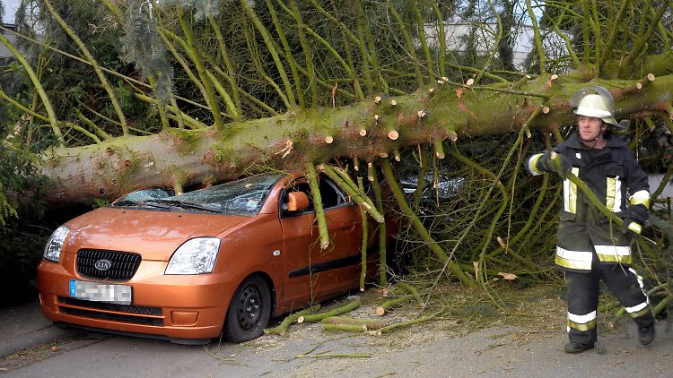 Stürzt ein Baum aufs Auto, zahlt dies die Teilkaskoversicherung.