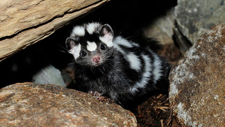 Stinktiere sind für gewöhnlich deutlich kleiner als neunjährige Mädchen.