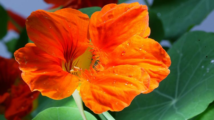 Tropaeolum majus: Sie enthält viel Vitamin C, kann die Vermehrung von Bakterien, Viren und Pilzen hemmen und die Durchblutung fördern.