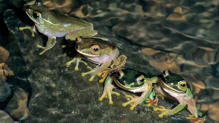 Baumfrösche mit dem Namen Boophis tsilomaro aus Madagaskar.