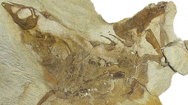Skelett des in Alberta entdeckten einjährigen Jungtiers eines Ornithomimus-Dinosauriers; die feinen Streife im Gestein sind Überreste des Daunenkleids.