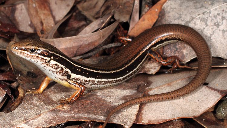 Gerade noch entdeckt, bevor sie mutmaßlich ausstirbt: die australische Eidechsenart Ctenotus ora.