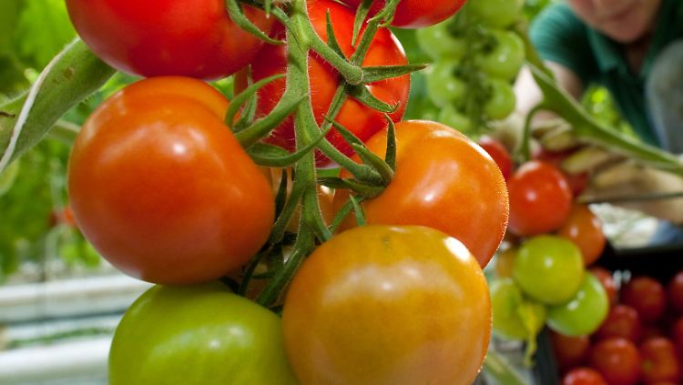 Das Enzym SICXE 1 ist für den guten Geschmack roter Tomaten verantwortlich.