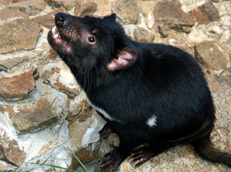Ihrem "teuflischen" Ruf verdanken die Tiere ihren Namen.