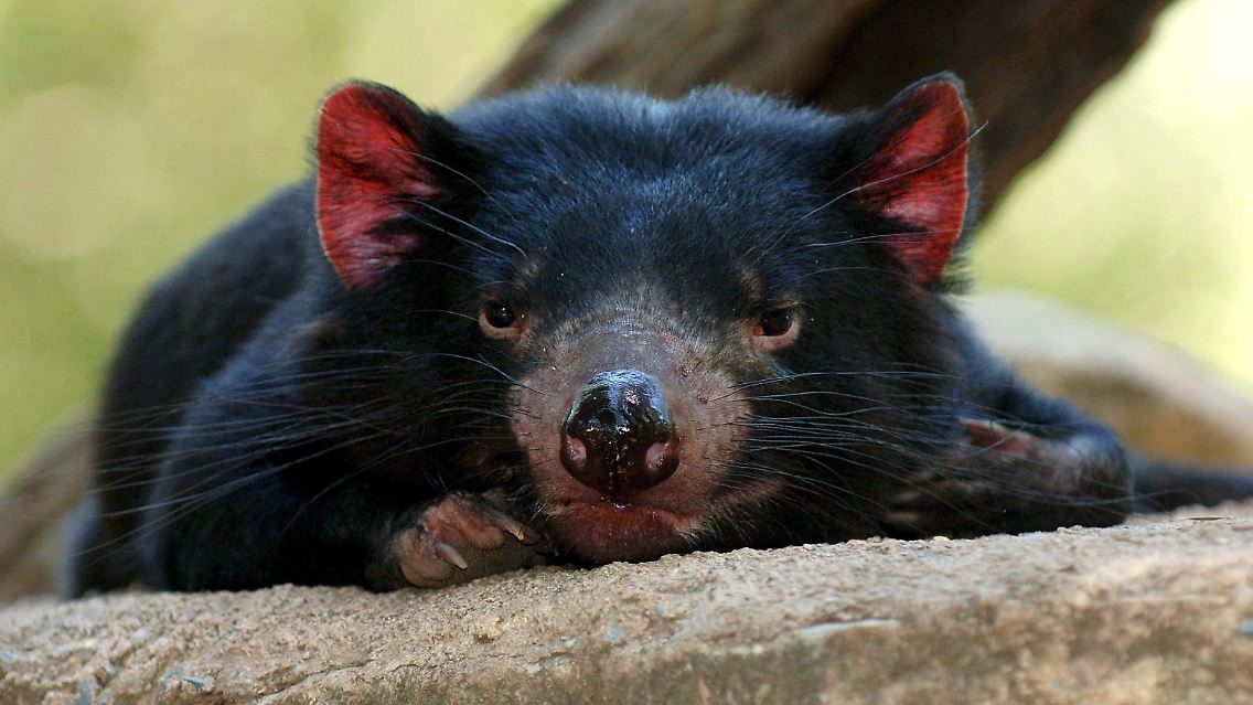 Ein Gesichtskrebs bedroht die australischen Beuteltiere.