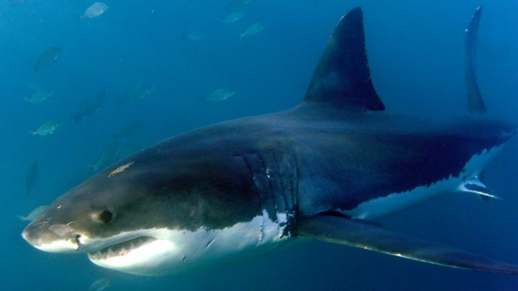 Immer wieder kommt es an der australischen Küste zu Attacken von Haien auf Surfer.