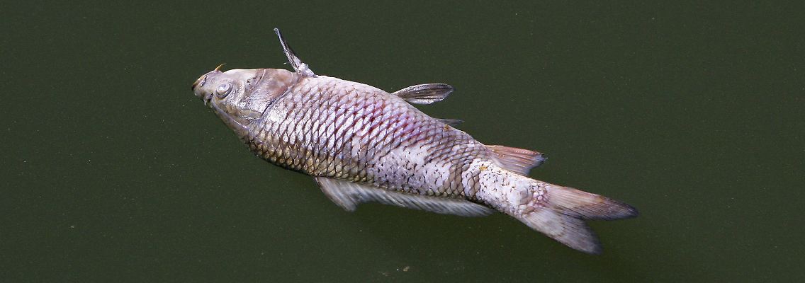 Tote Fische schwimmen auf der Wasseroberfläche.