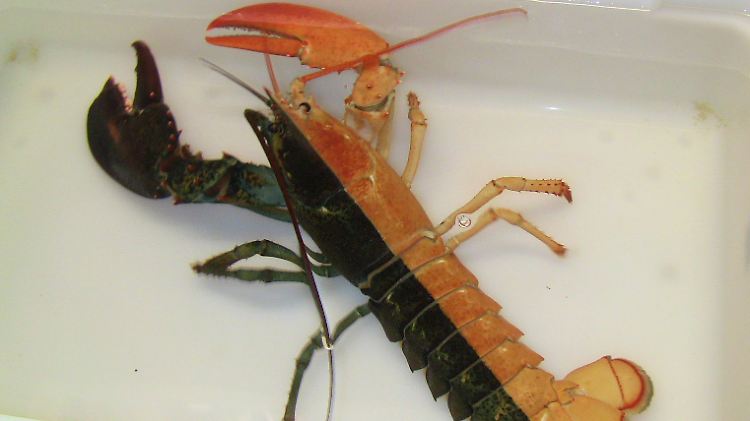 Schwarze Hummer sind keine Seltenheit, zweifarbige dagegen schon.