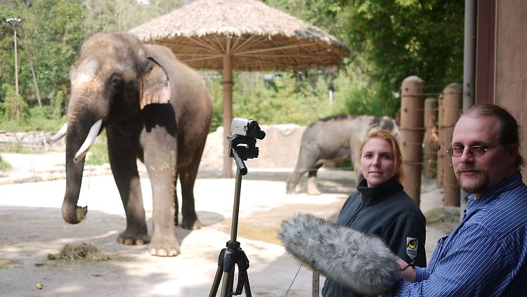 Kognitionsbiologin Angela Stöger und Ko-Autor Daniel Mietchen nehmen im Everland Zoo in Yongin, Südkorea, die Laute des Elefantenbullen "Koshik" auf.