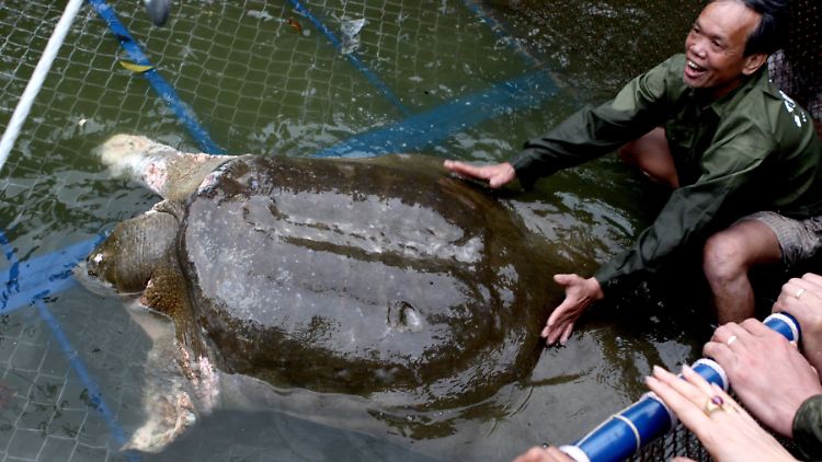 Eine Riesenweichschildkröte (Rafetus swinhoei) lebt in Hanoi im Hoan-Kiem-See.