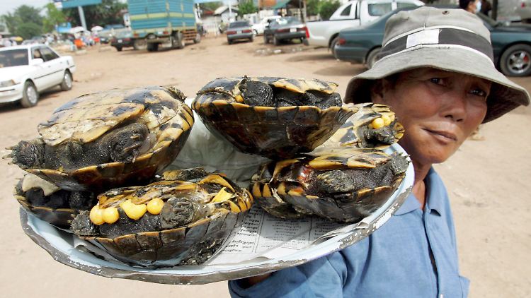 Schildkröten gelten in Asien und der Karibik als Delikatesse.