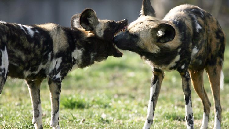 Tierschützer schätzen den Bestand der afrikanischen Wildhunde auf 3000 Exemplare.