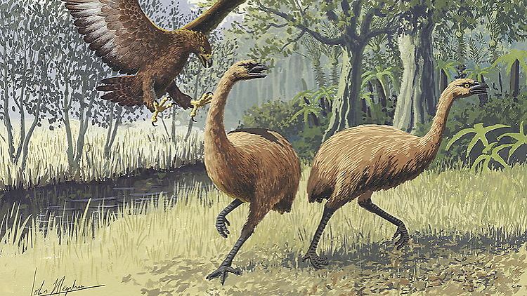 Der straußenähnliche Moa lebte in Neuseeland und ist seit dem späten 18. Jahrhundert ausgestorben.
