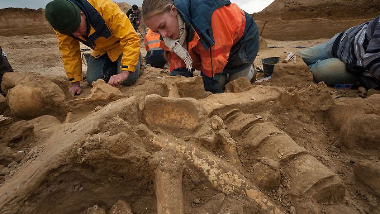 Forscher legen das Skelette frei. Das Tier lebte vor 50.000 bis 200.000 Jahren.