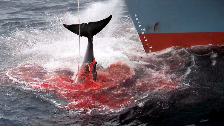 Seit mehr als 25 Jahren jagen und töten japanische Walfänger die Tiere.